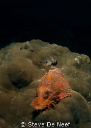 Scorpionfish on apo island. by Steve De Neef 